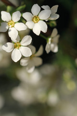 white flowers of a tree