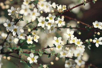 small white flowers on black background