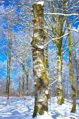 A Winter woodlands landscape in Swedish 	