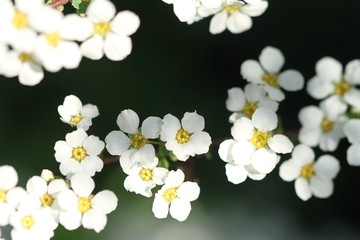 small white flowers on black background