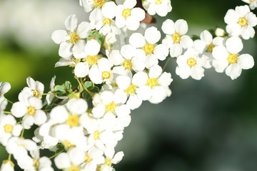 white flowers in the garden