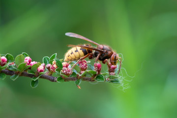 Close view of european hornet(vespa crabro) feeding on cotoneaster flower nectar, green background