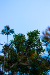 Green spruce branches against the blue sky