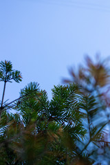 Naklejka na ściany i meble Green spruce branches against the blue sky