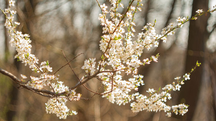 Beautiful flowering cherry trees in spring day.