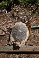 Armadillo shell on the ground in Amazon Tropical Rainforest, Brazil
