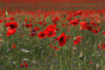 Fototapeta na wymiar Blooming poppy field in the Crimea close-up. Beautiful natural spring background. Poppy flowers in selective soft focus. Red wildflowers