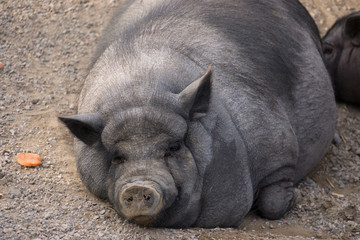 A fat black pig lies and sleeps, carrots have not finished.