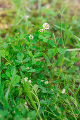 Foglie di trifoglio e fiori bianchi nel prato
