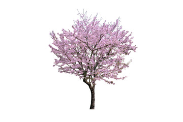 Pink flower, Cherry blossoms tree isolated on white background. © tawatchai1990