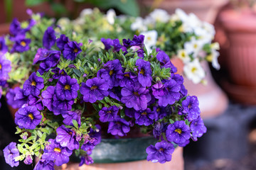 Fiorellini viola nel giardino di casa