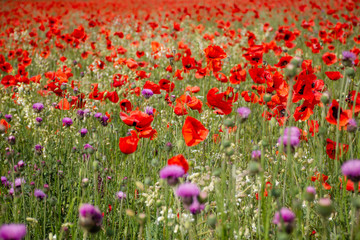 Fototapeta premium Blooming poppy field in the Crimea close-up. Beautiful natural spring background. Poppy flowers in selective soft focus. Red wildflowers