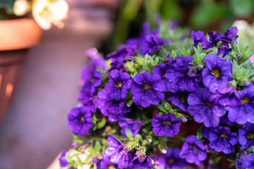 Fototapeta premium Fiorellini viola nel giardino di casa