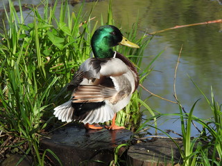 Drake on the background of grass