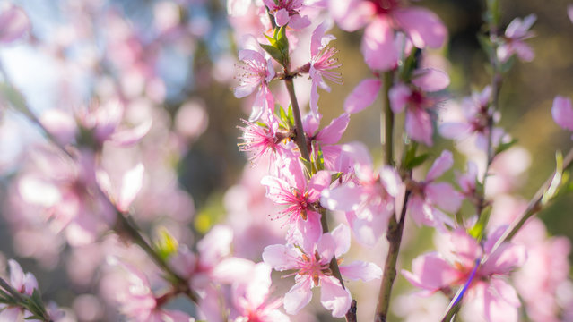 Closeup view photography of beautiful blooming small pink flowers. Springtime nature photo background.