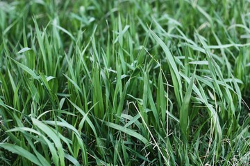 Green grass by the water in the forest