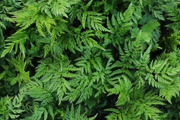 Beautiful green fern in the forest macro