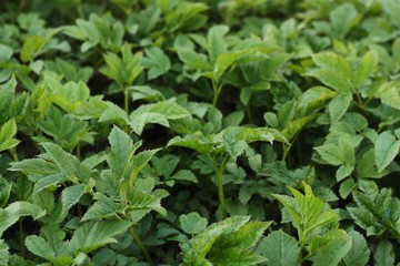Beautiful green Bush in a summer Park