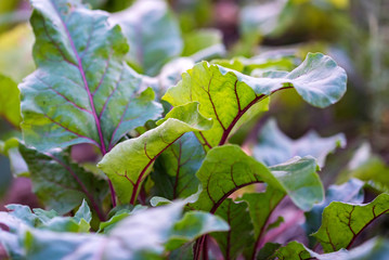 Close up image of beetroot plants in garden
