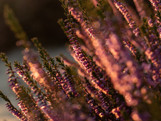 Close up of beautiful blooming purple heather flower. Selective focus.