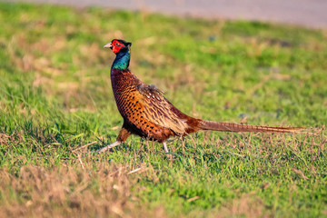 Male Common pheasant or Phasianus colchicus in grass