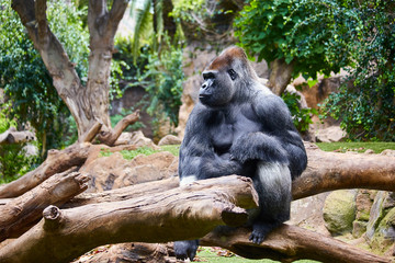Big black gorilla (male) sitting on the tree in a wild world jungle