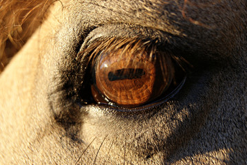 Close up detail of the eye of a bay criollo horse