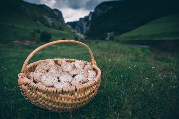 Basket with beautiful handpicked edible parasol mushrooms with mountains in the background.
