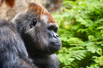 Portrait of big, black gorilla (male) in a wild world jungle