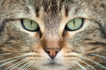 very close view of a cute young european cat's face