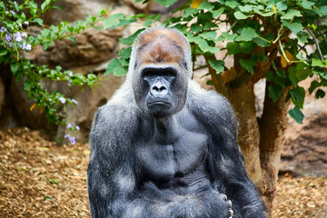 Portrait of big, black gorilla (male) in a wild world jungle