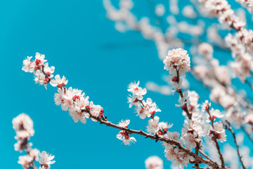 Beautiful cherry blossom on a background of blue sky