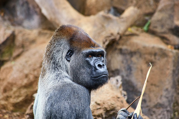 Portrait of big, black gorilla (male) in a wild world jungle