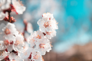 Close up of apricot blossom flower on bokeh pastel background. Spring concept