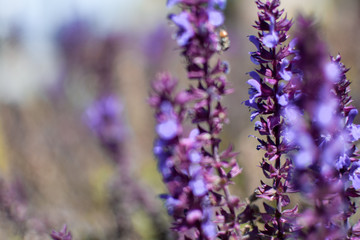 Flor de lavanda