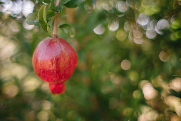 Red ripe pomegranate fruit on a tree branch in the garden. Colorful image with place for text, close up.