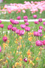 Colorful ornamental tulips.
