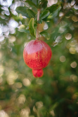 Red ripe pomegranate fruit on a tree branch in the garden. Colorful image with place for text, close up.