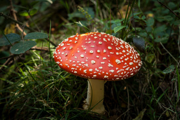 red mushrom and white spotted amanita muscaria, also known as fly agaric