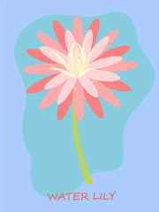Pink water lily isolated on blue background. Flat design. Botanical illustration.