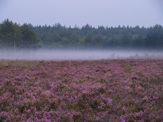 Early foggy morning on the heathland. Amazing violet color of heather flower. Selective focus.