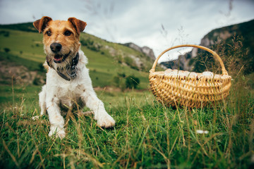 Fox terrier with a basket of freshly picked parasol mushrooms. Best friend for outdoor adventures.