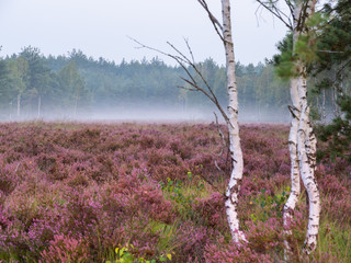 Early foggy morning on the heathland. Amazing violet color of heather flower. Selective focus.