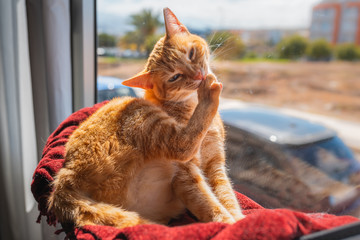 gato atigrado de color marron sentado junto a la ventana, se muerde las uñas de una pata