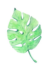 Exotic plant leaf isolated on white background. Modern minimalistic art poster. Tropical hand drawn watercolor illustration