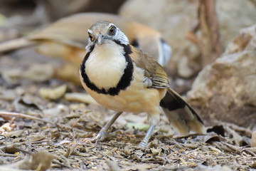 Greater necklaced laughingthrush bird on ground.