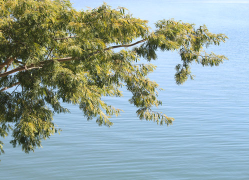 Imagem em close-up de &aacute;gua de um lago, com pequenas ondas e detalhe de um galho sobre a &aacute;gua.