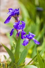 Blooming Iris flower with spring flowers background
