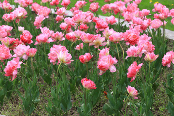 Obraz na płótnie Canvas Colorful ornamental tulips.