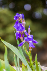 Blooming Iris flower with spring flowers background © czamfir